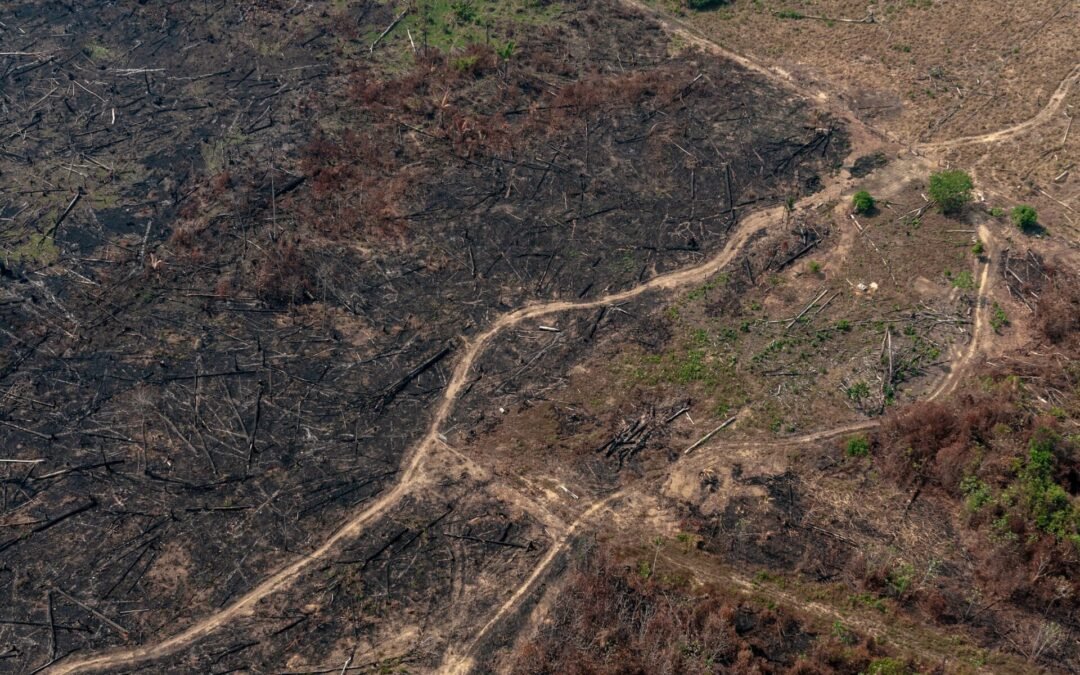 Metas globais de desmatamento e restauração florestal estão longe de serem cumpridas