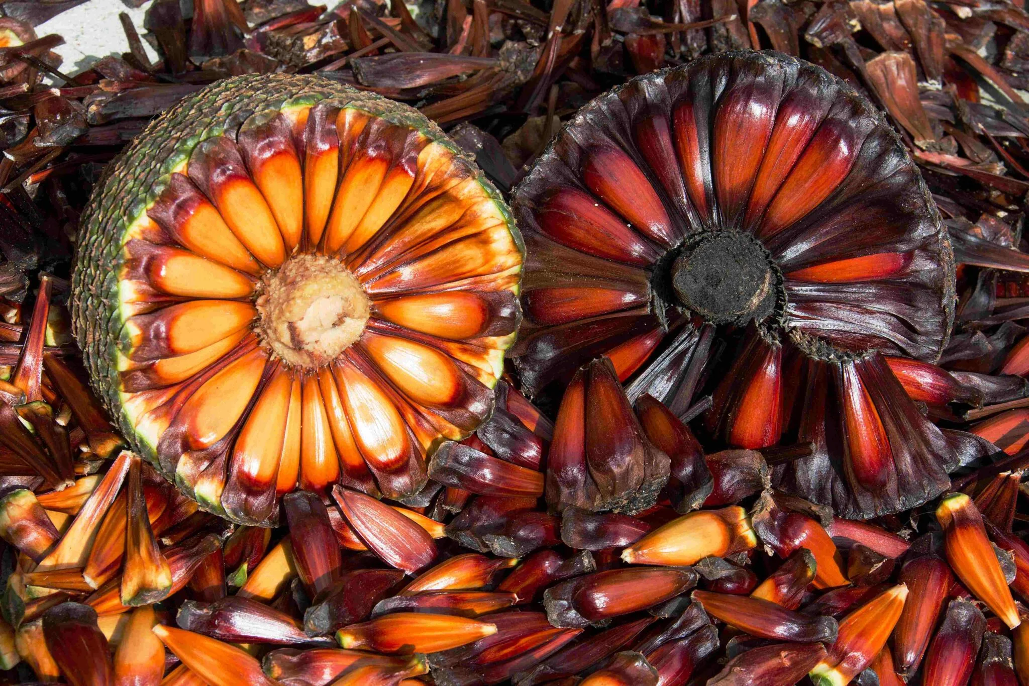 Foto da exposição "Belezas da Mata Atlântica" por Wigold Schäffer