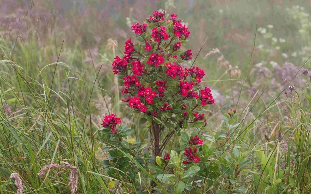Apremavi contrata Assistente de Comunicação e Informação