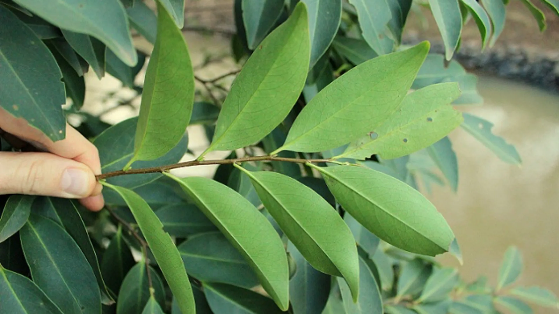 Registro do pessegueiro-bravo (Prunus myrtifolia) (L.) Urb.