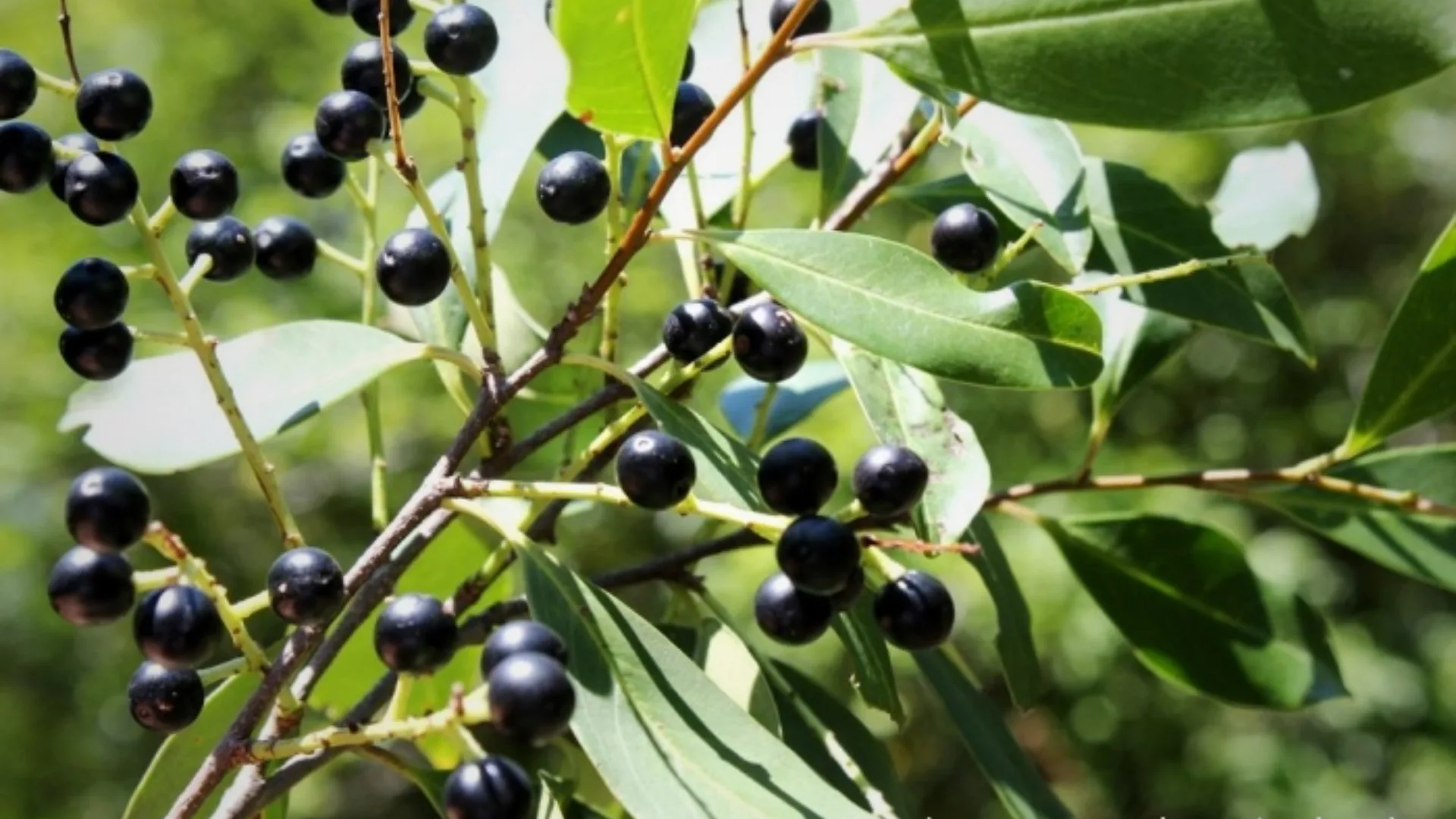 Registro do pessegueiro-bravo (Prunus myrtifolia) (L.) Urb.