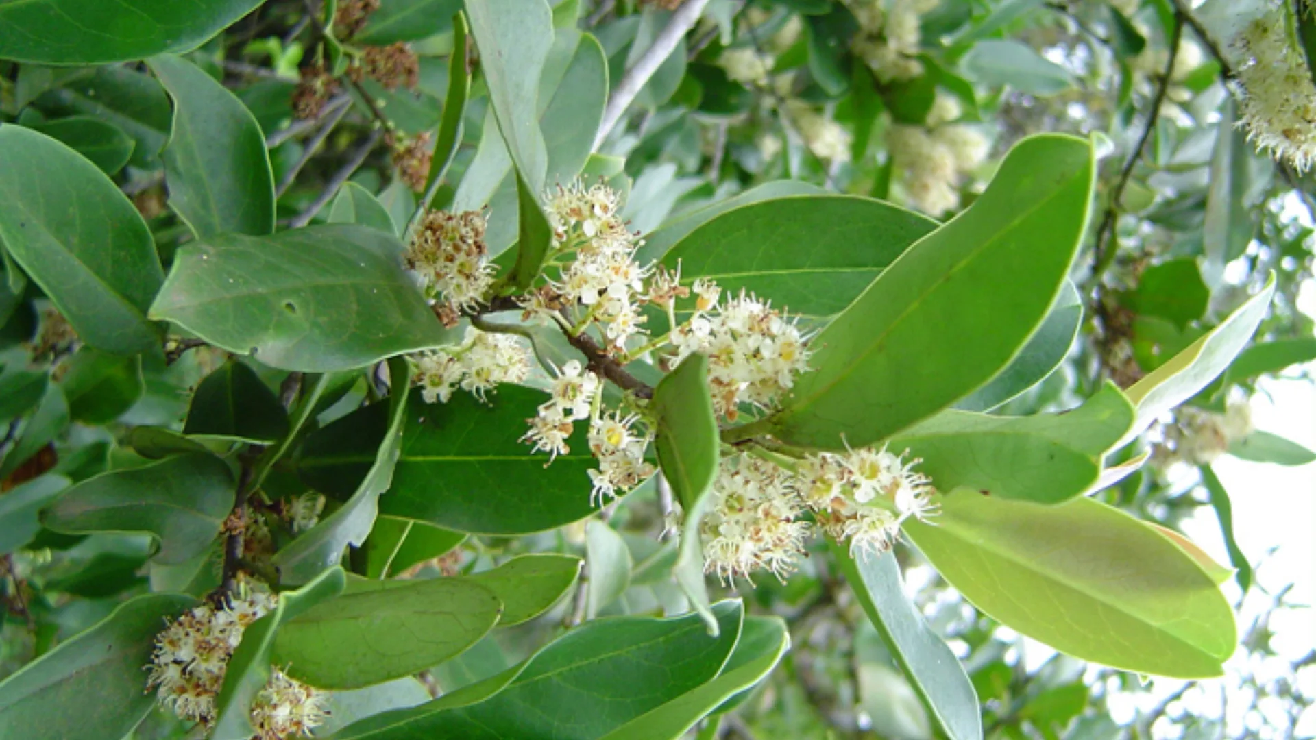 Registro do pessegueiro-bravo (Prunus myrtifolia) (L.) Urb.