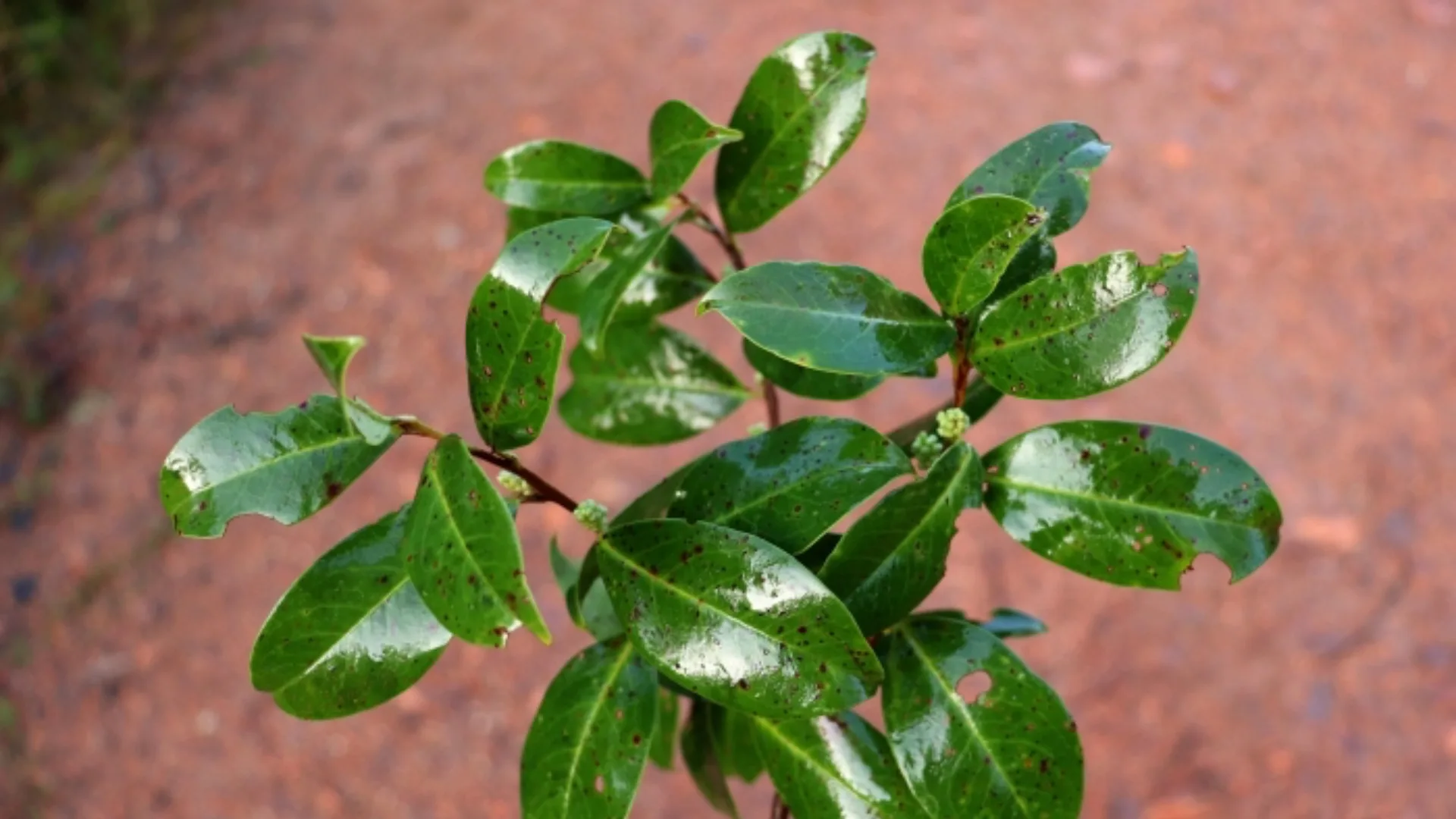 Registro do pessegueiro-bravo (Prunus myrtifolia) (L.) Urb.
