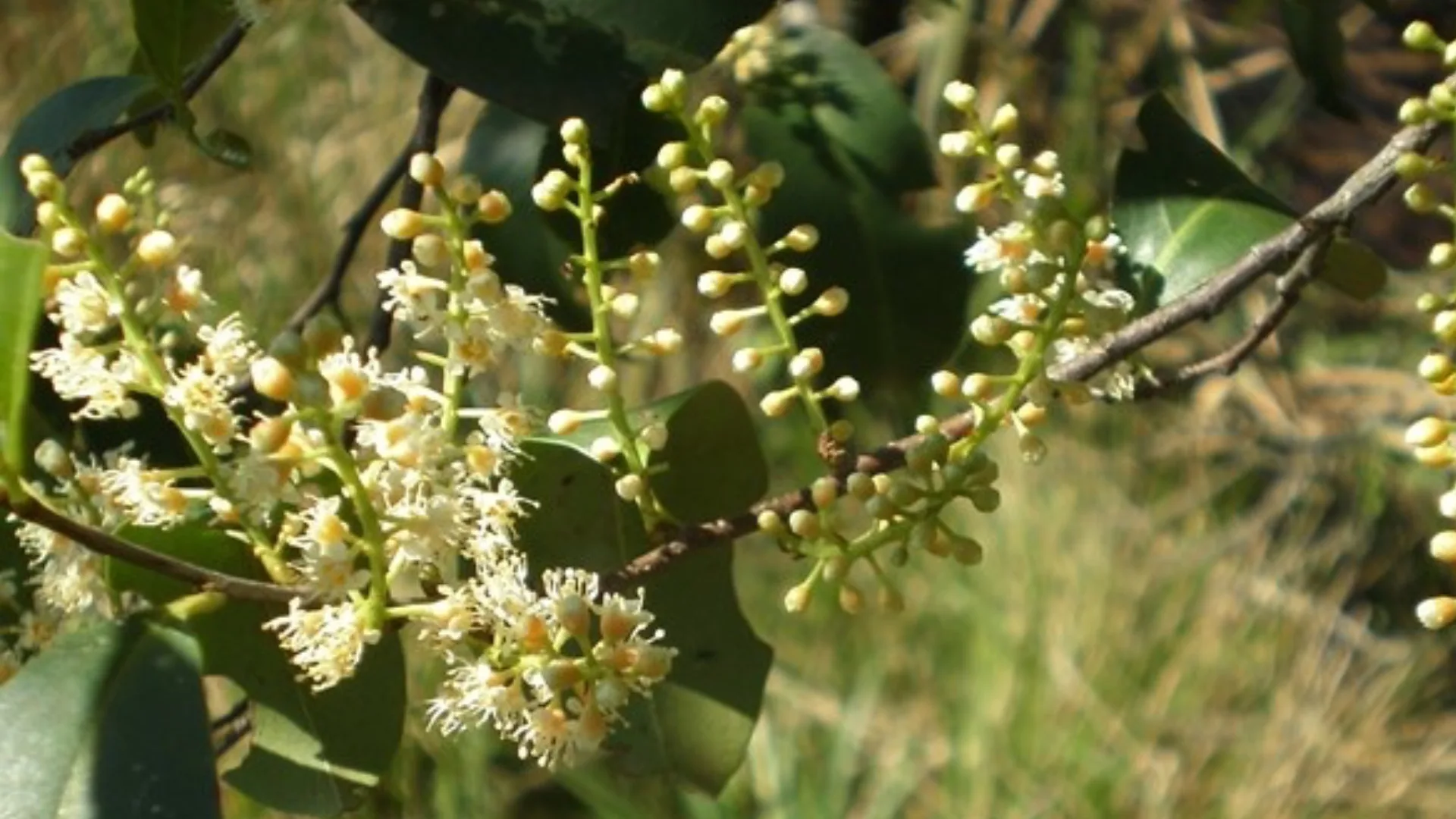 Registro do pessegueiro-bravo (Prunus myrtifolia) (L.) Urb.