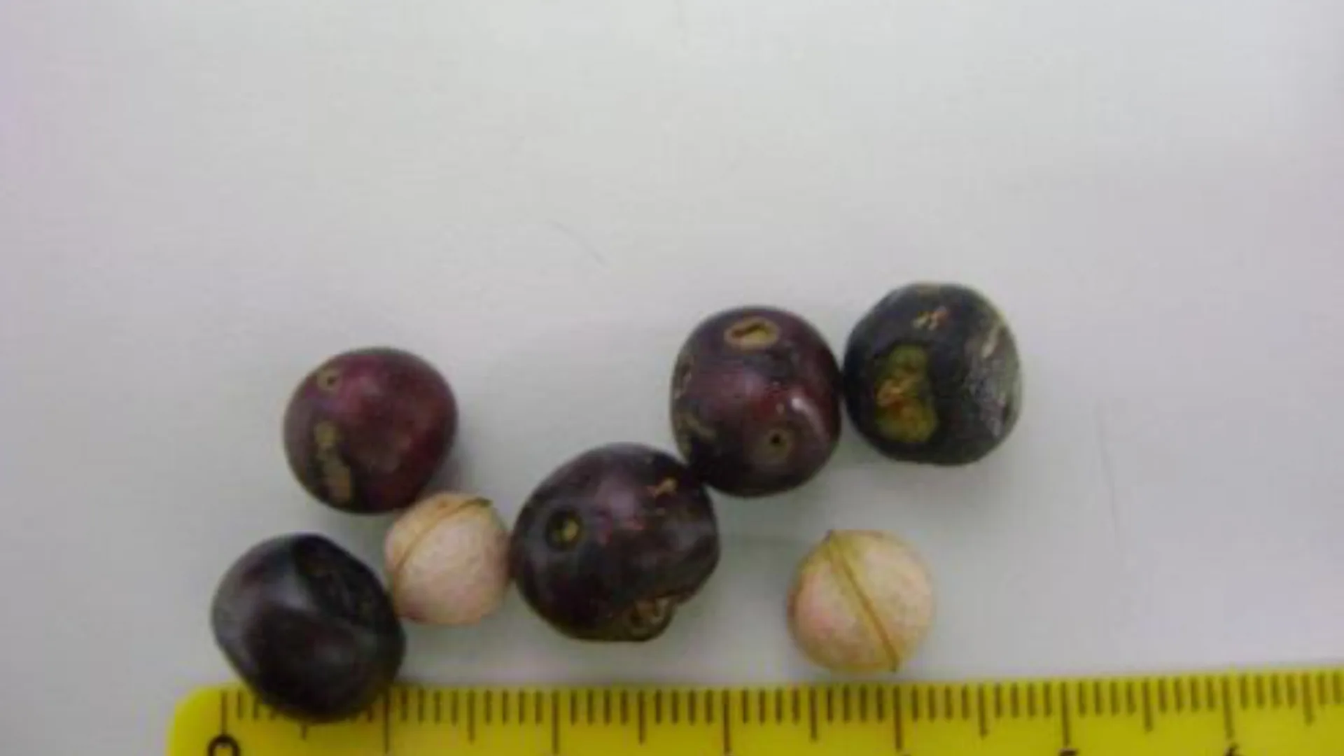 Registro do pessegueiro-bravo (Prunus myrtifolia) (L.) Urb.