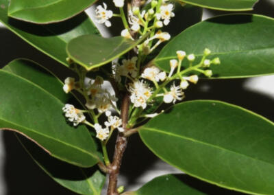 Registro do pessegueiro-bravo (Prunus myrtifolia) (L.) Urb.