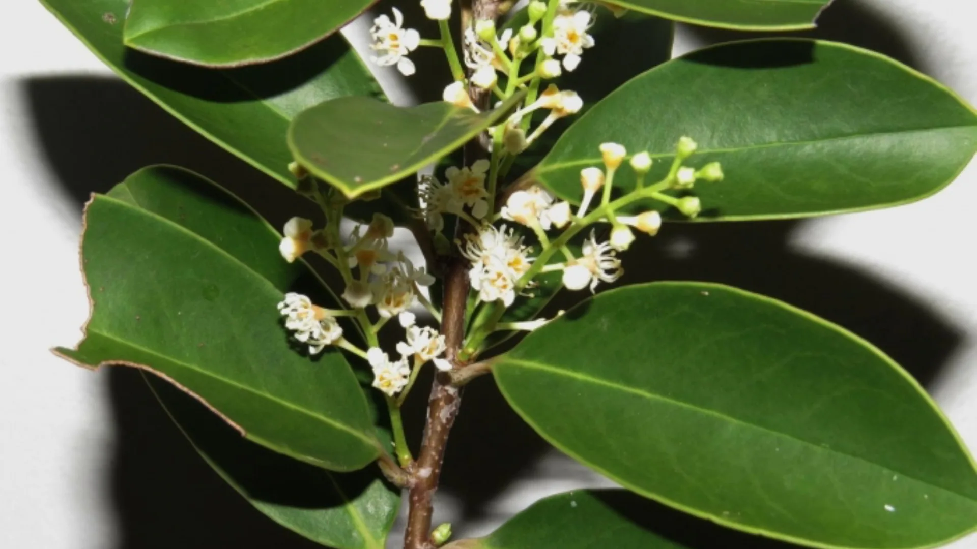 Registro do pessegueiro-bravo (Prunus myrtifolia) (L.) Urb.