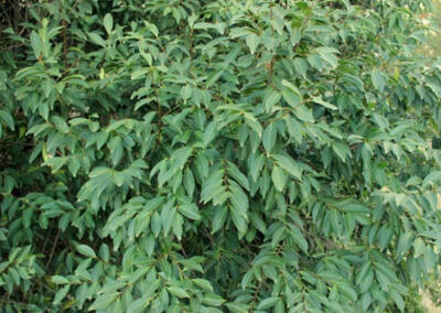 Registro do pessegueiro-bravo (Prunus myrtifolia) (L.) Urb.