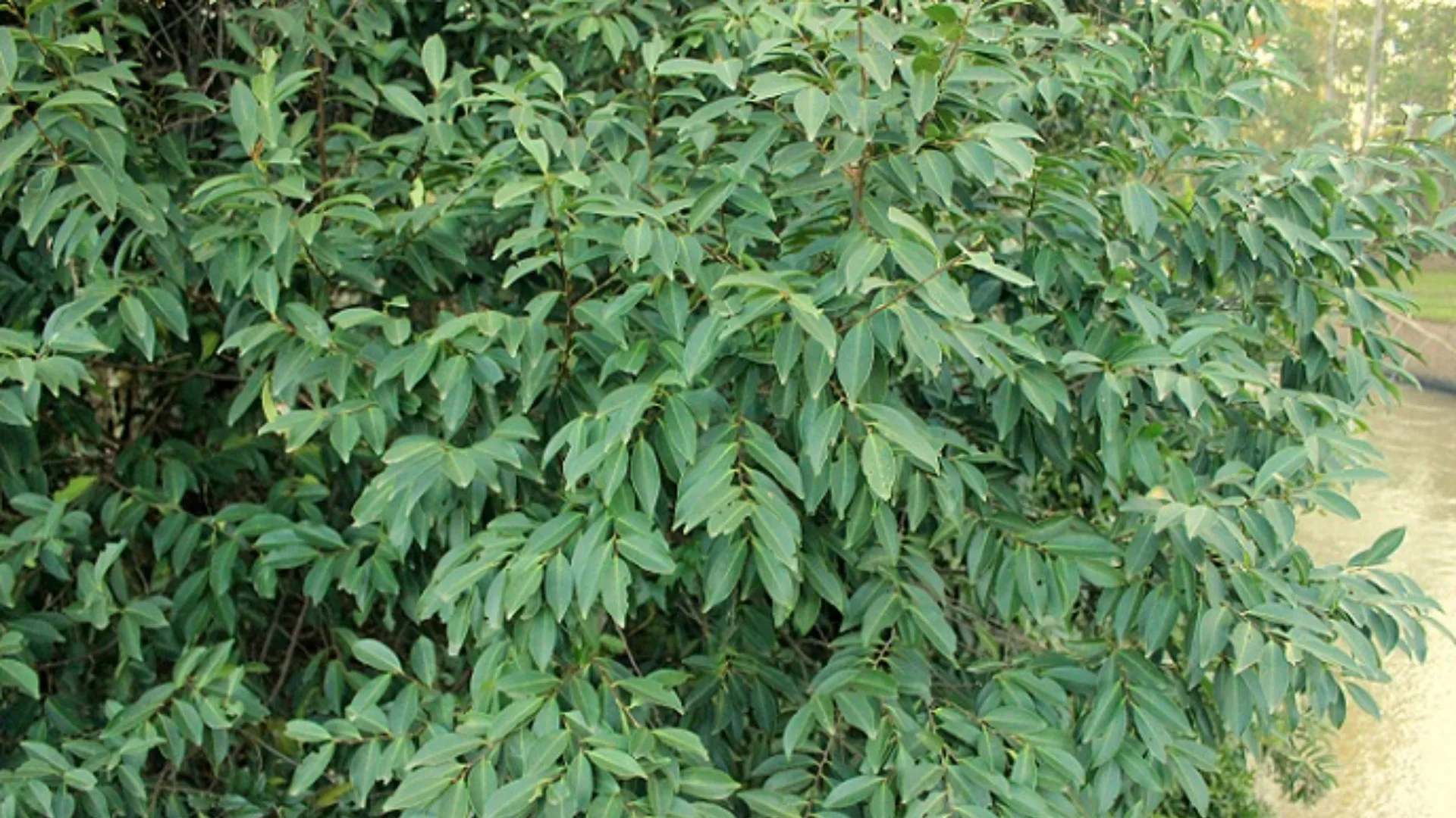 Registro do pessegueiro-bravo (Prunus myrtifolia) (L.) Urb.