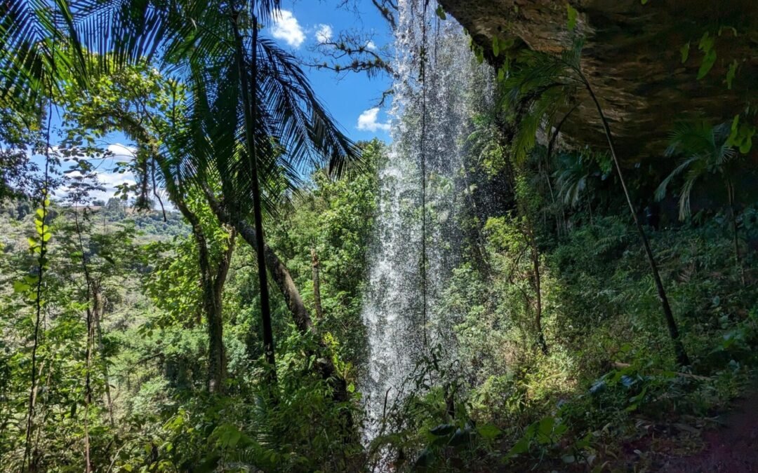 Apremavi e The Vita Coco Company lançam parceria para monitoramento de fauna
