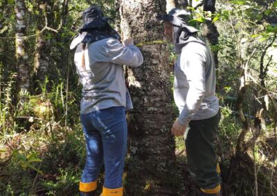 Levantamento da linha de base de carbono realizado pela equipe técnica da Apremavi: mensuração da altura e do DAP das árvores. Foto: Gabriela Goebel