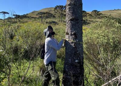 Levantamento da linha de base de carbono realizado pela equipe técnica da Apremavi: mensuração da altura e do DAP das árvores. Foto: Thamara Santos de Almeida.