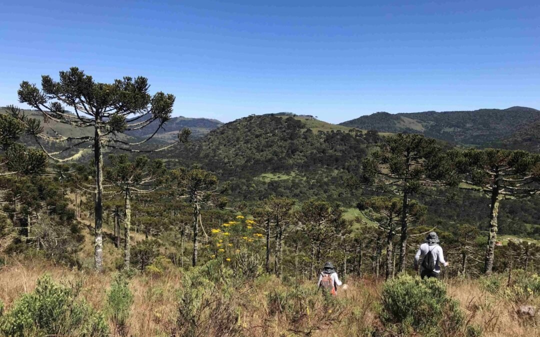 Conservador das Araucárias avança no monitoramento da área piloto