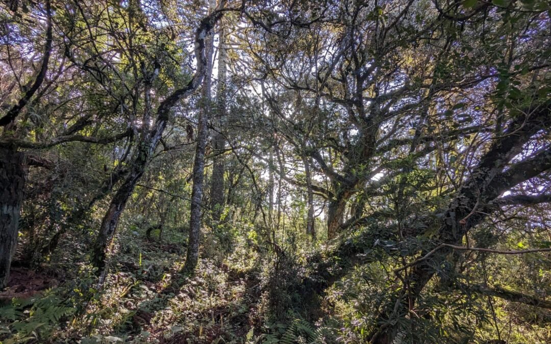 SEEG destaca retrocesso climático, mas aponta oportunidade de desmatamento zero até 2030