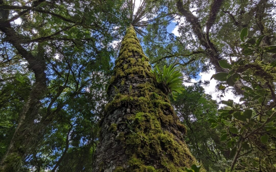 Desmatamento cai na Mata Atlântica nos primeiros meses de 2023