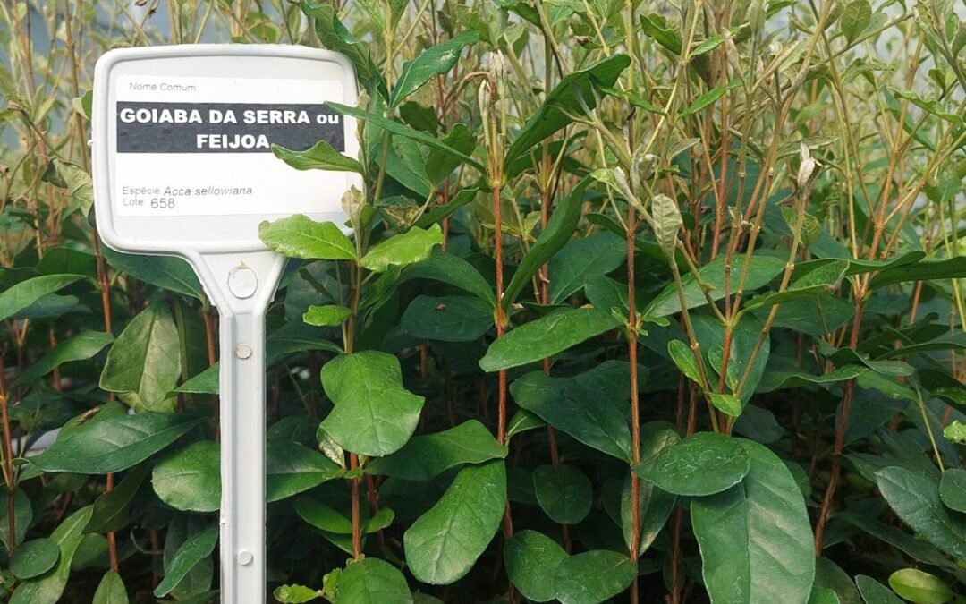 Jovem usa a goiaba-serrana para desenvolver pomada fitoterápica