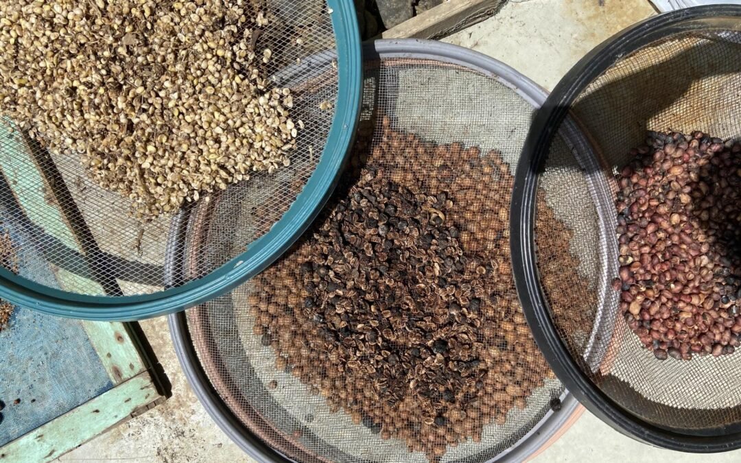 A importância da diversidade de espécies na restauração