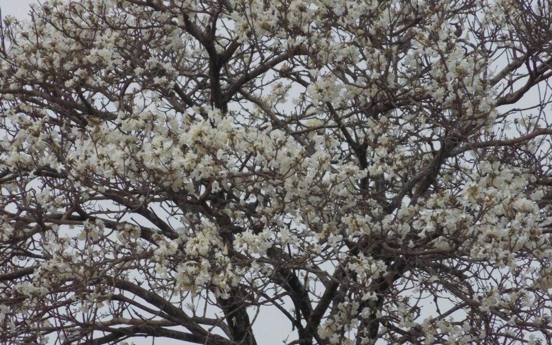 Ipê-branco, floração espetacular na Mata Atlântica