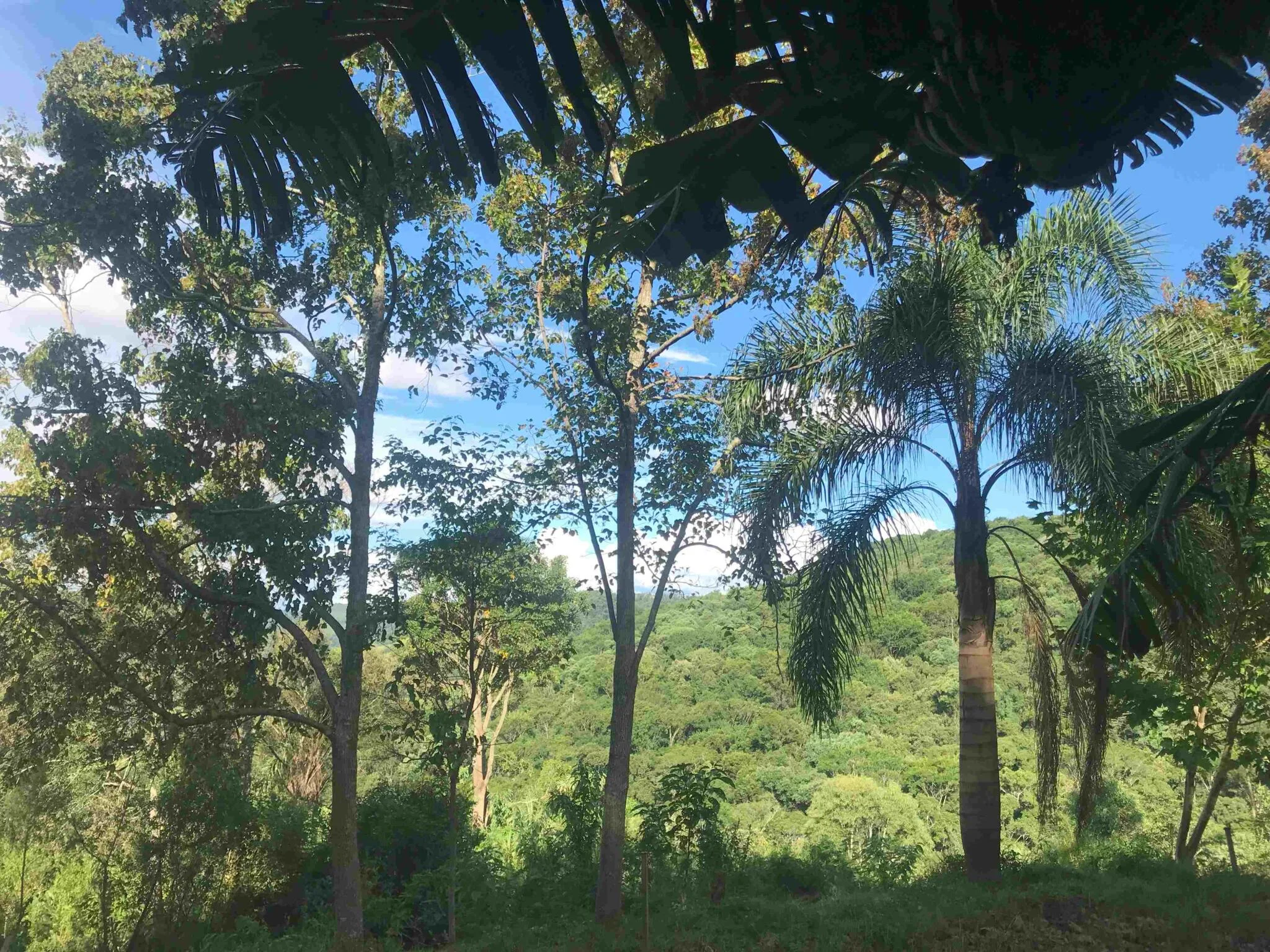Aspecto da paisagem da propriedade. Foto: Thamara Santos de Almeida