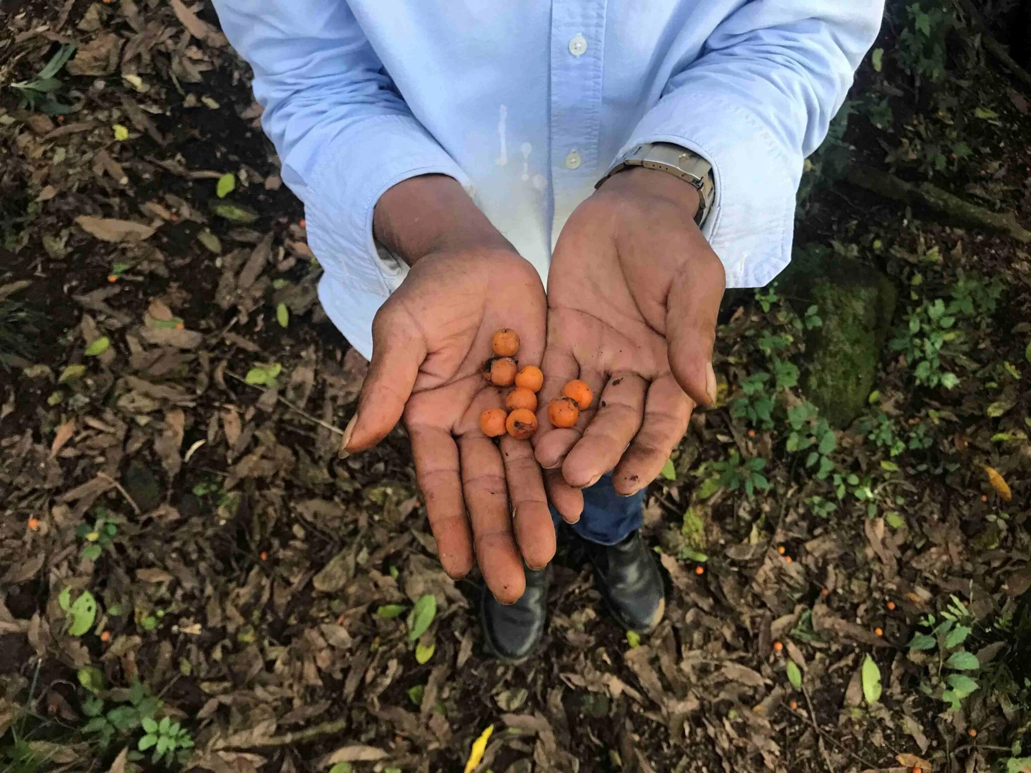 Coleta de sementes. Foto: Thamara Santos de Almeida