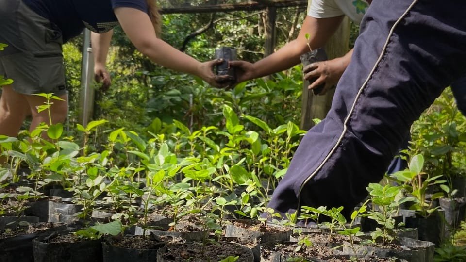 Geração Restauração: a restinga que volta a crescer em Florianópolis
