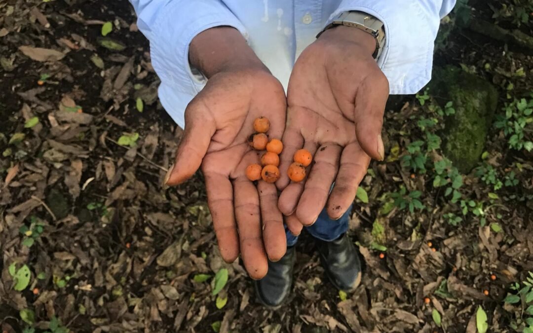 Desafios e caminhos possíveis em prol da diversidade na restauração ecológica