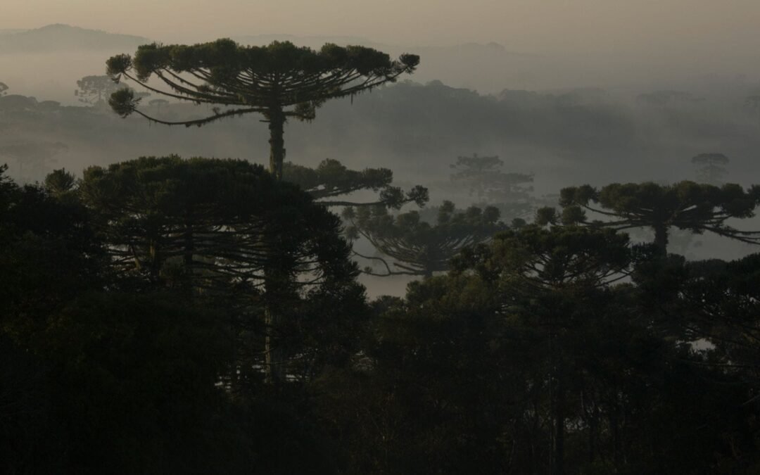 Conservador das Araucárias promove encontro de transparência e divulgação