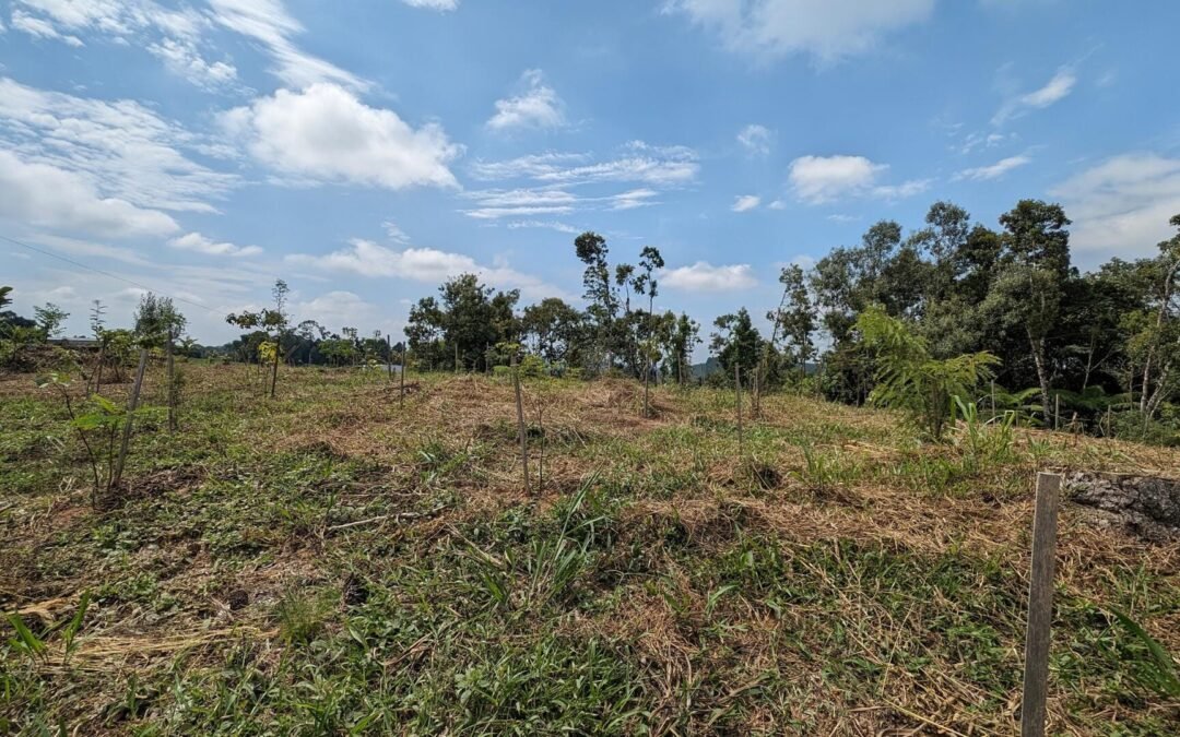 Carbono: um elemento adicional nos projetos de restauração