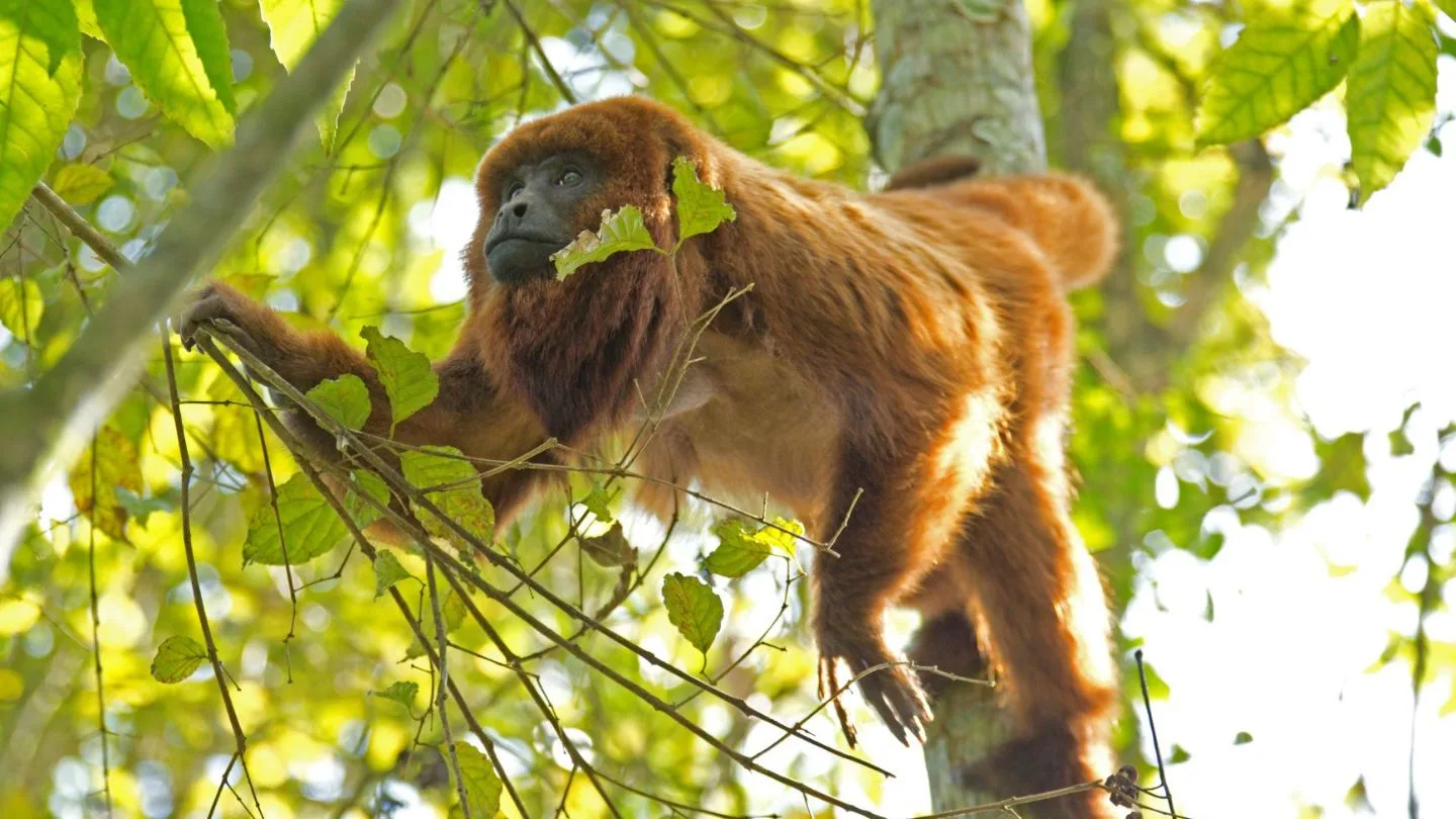 Santa Catarina já tem seu Corredor Ecológico