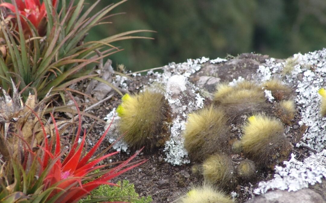 A Mata Atlântica nos jardins: um olhar para a obra de Burle Marx