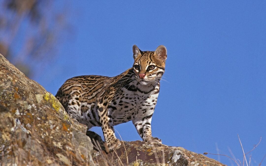 Década da Restauração: por que o monitoramento da fauna é tão importante?