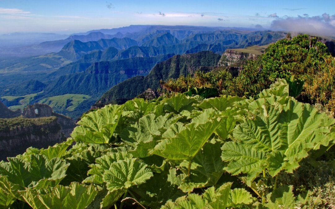 Santa Catarina já tem seu Corredor Ecológico