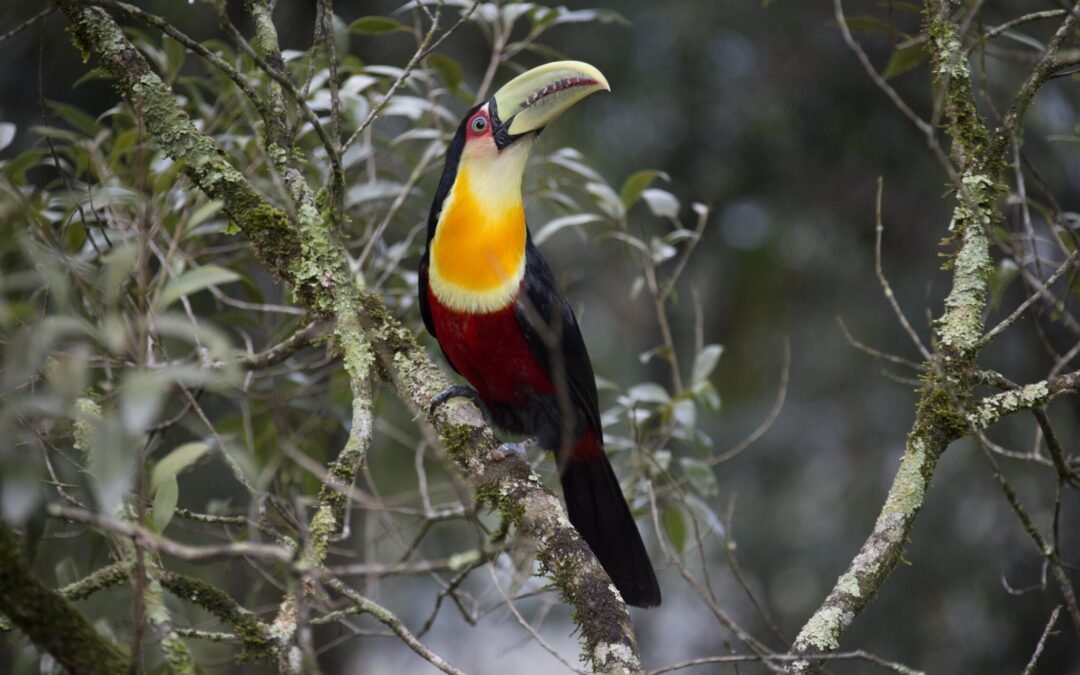 Organizações brasileiras se preparam para a COP16 da biodiversidade na Colômbia