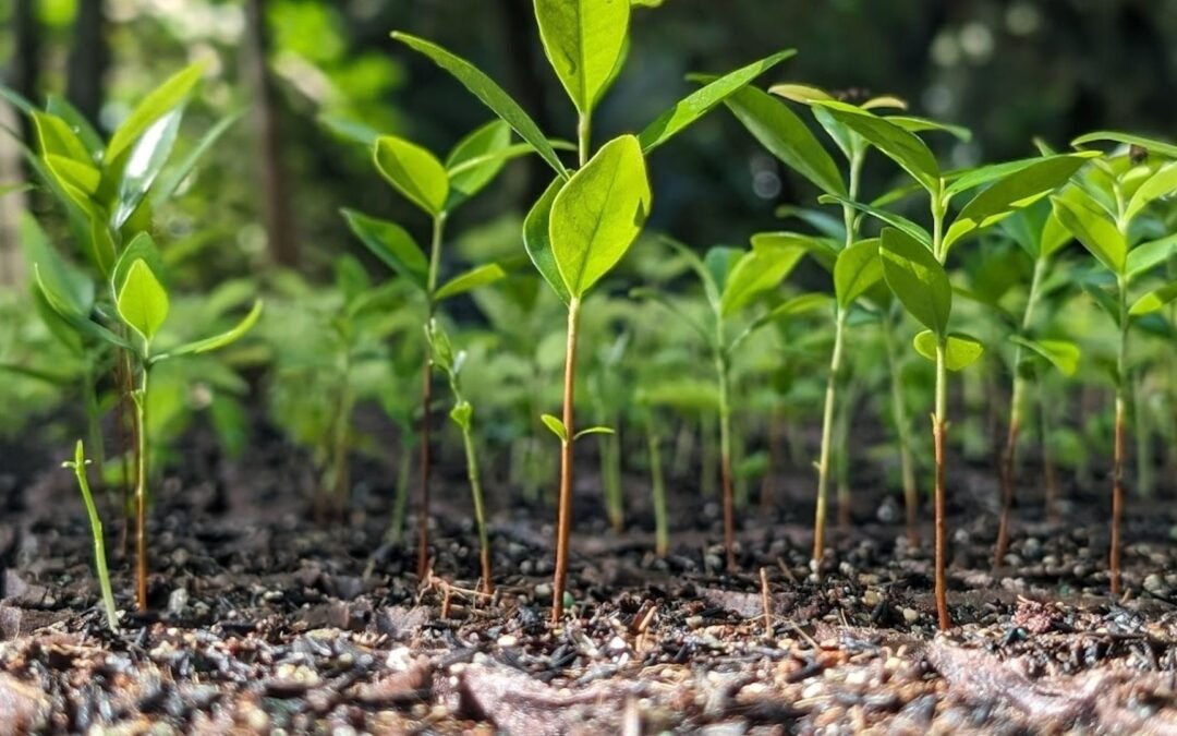 Apremavi lança relatório de atividades 2023