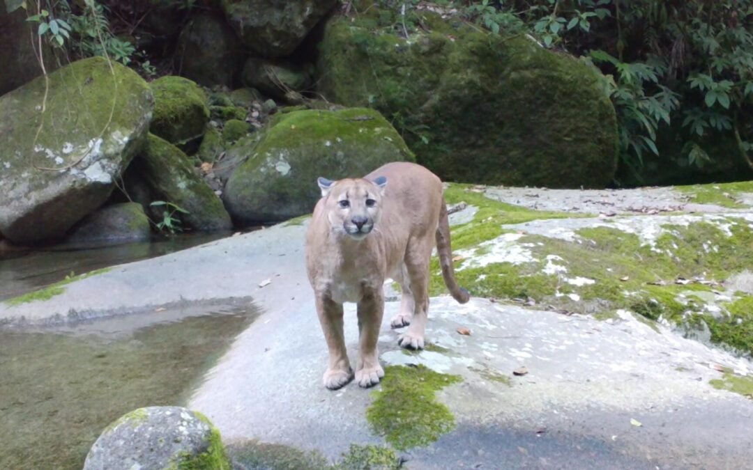 Monitoramento de fauna em áreas restauradas no Caminho da Mata Atlântica