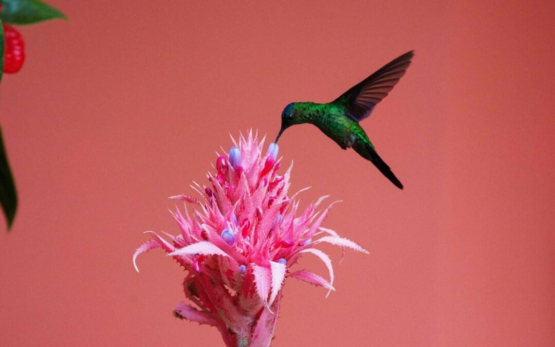 Como a biodiversidade pode mitigar as mudanças climáticas