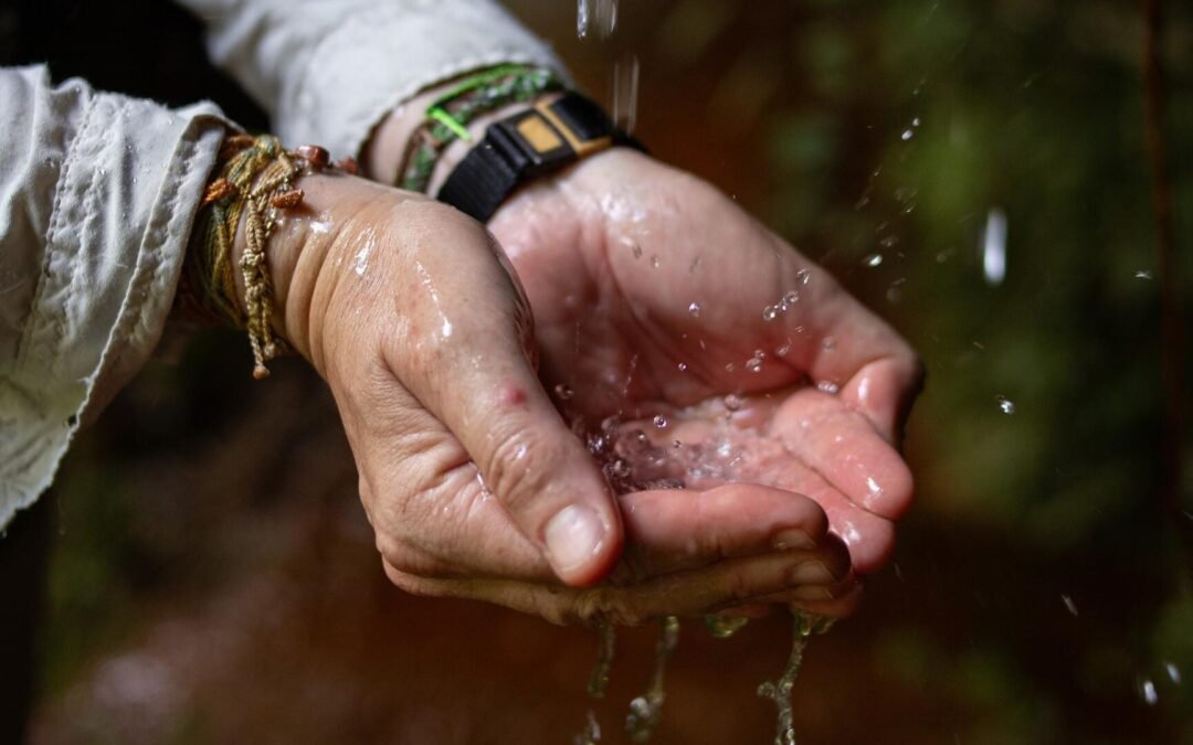 A importância dos Planos de Manejo para as Unidades de Conservação e o trabalho da Apremavi