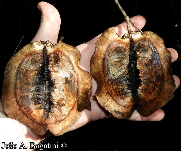 Sementes de Caroba Jacaranda micrantha. Foto: João Augusto Bagatini