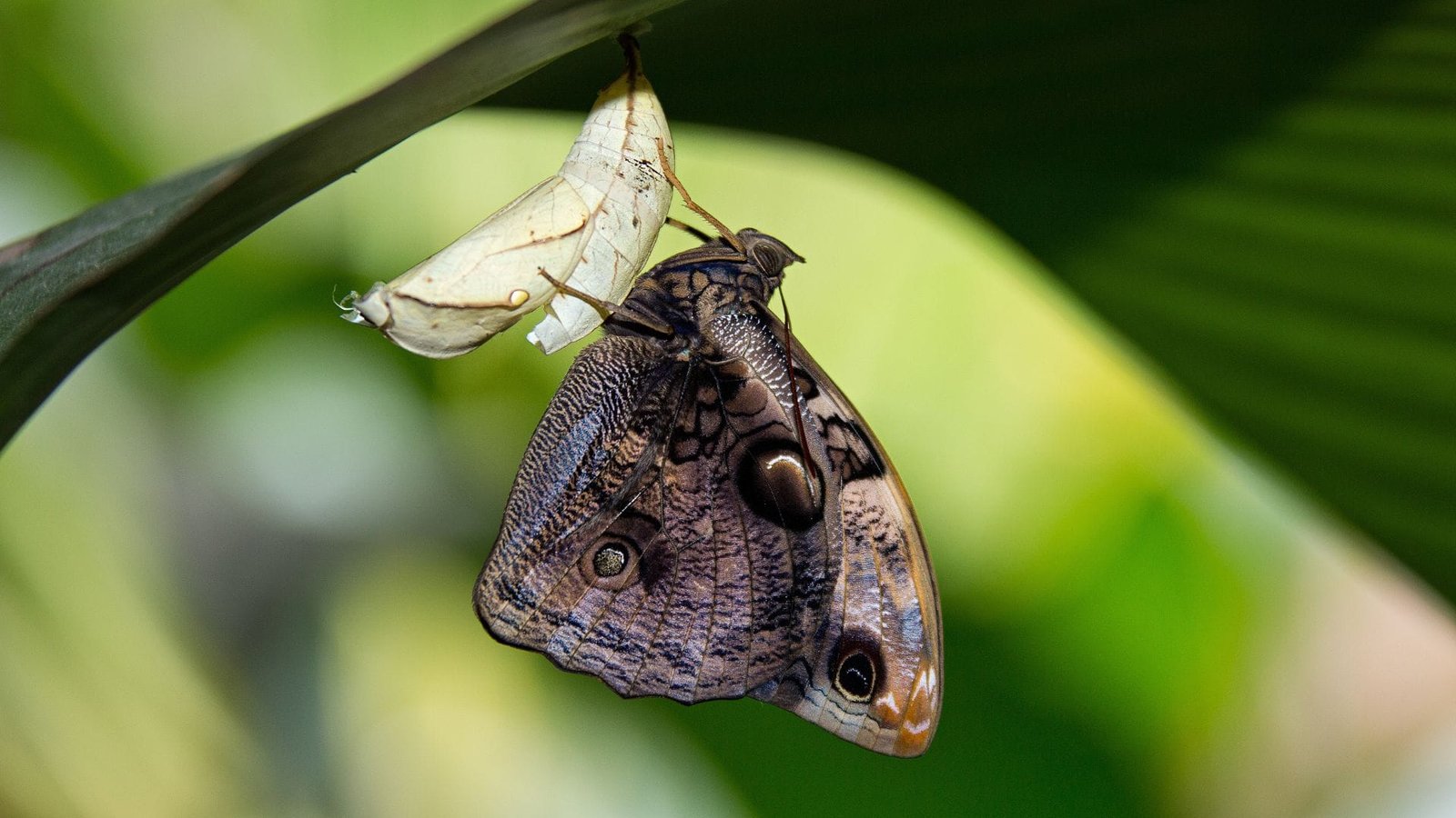 Borboleta da Mata Atlântica
