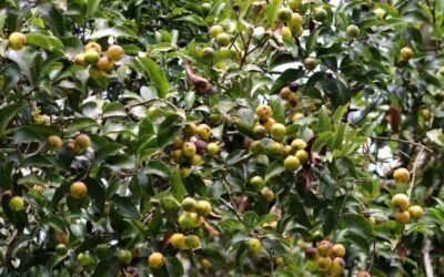 Canela-fogo, espécie versátil para paisagismo, agroflorestas e restauração