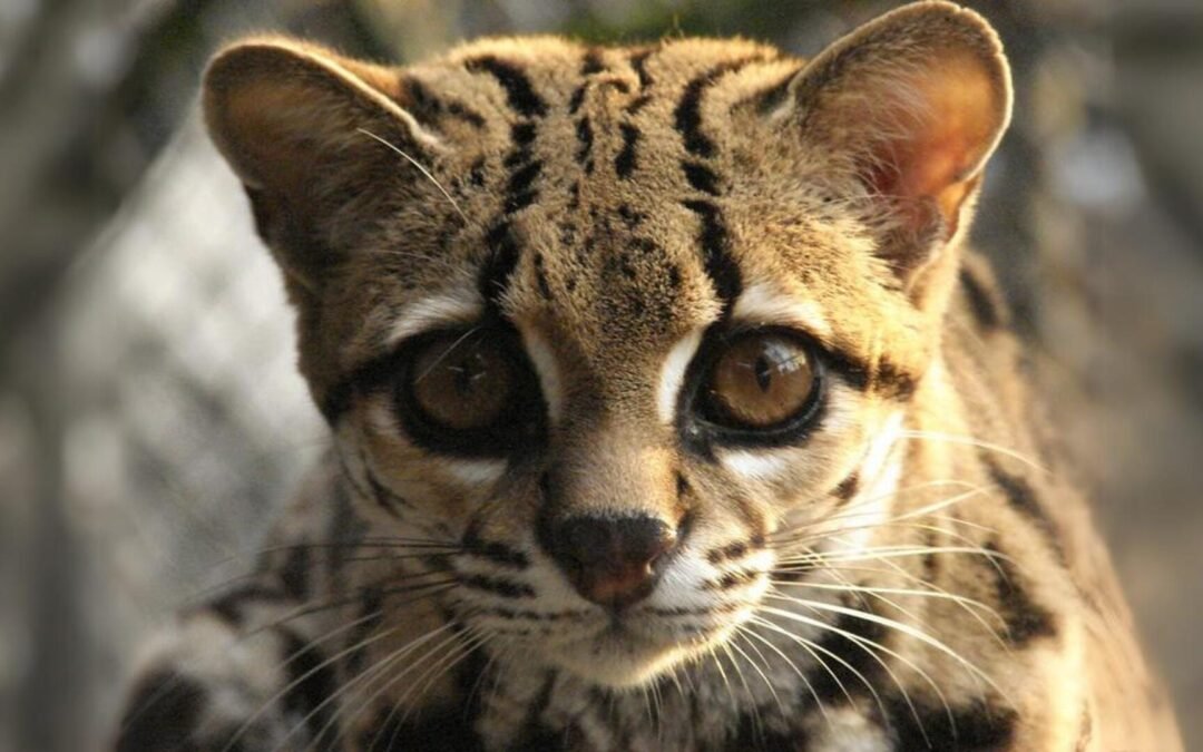 Gato-maracajá: o rei da floresta em pé