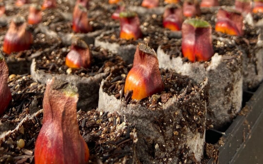 Apremavi contrata PJ para serviços de design gráfico