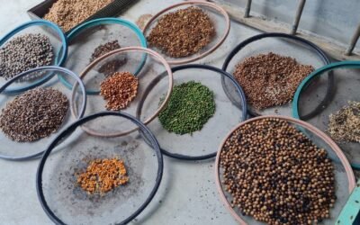 Equipe da Apremavi do Paraná contribui na coleta de sementes para o viveiro