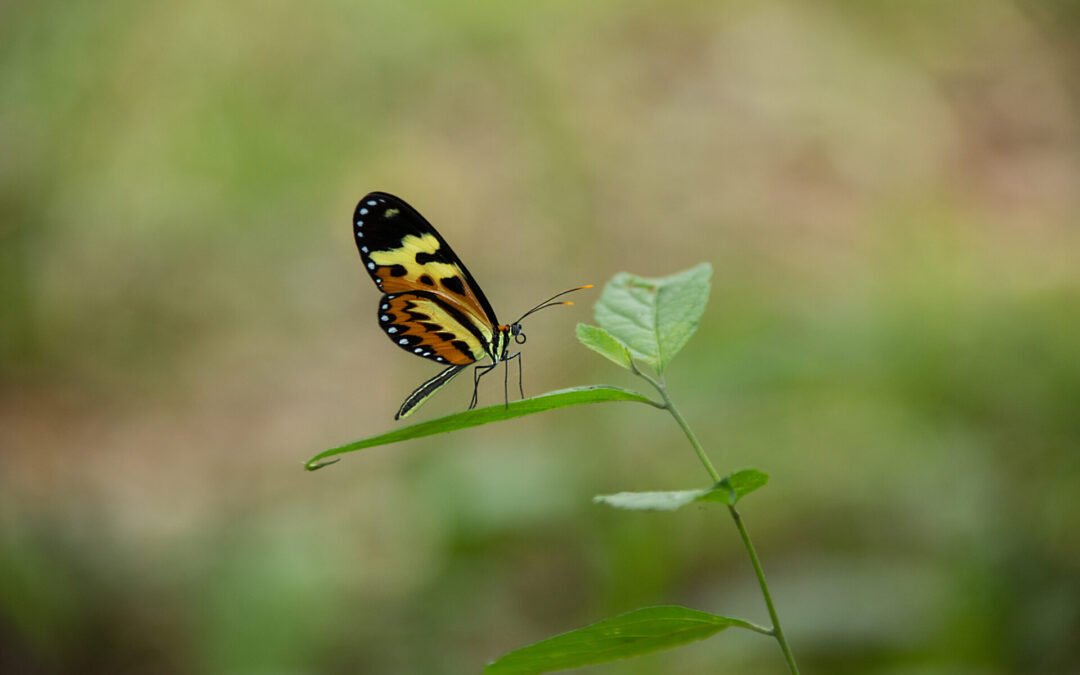 Entre a agricultura e a biodiversidade