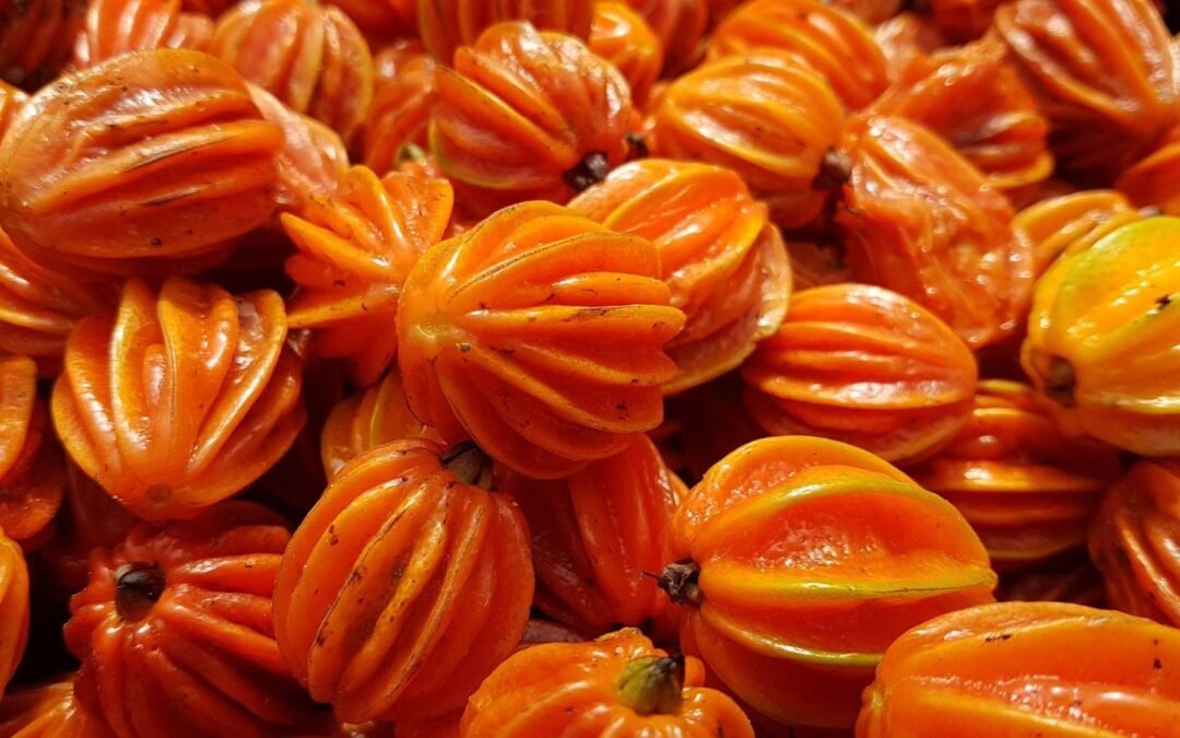 Apremavi lança guia de coleta de sementes nativas