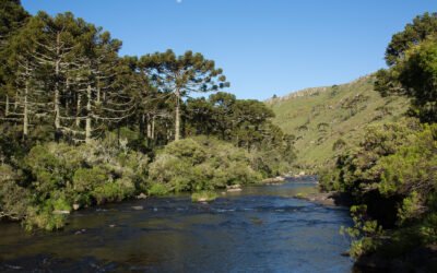 Coleção sobre os biomas brasileiros é lançada com a participação da Apremavi
