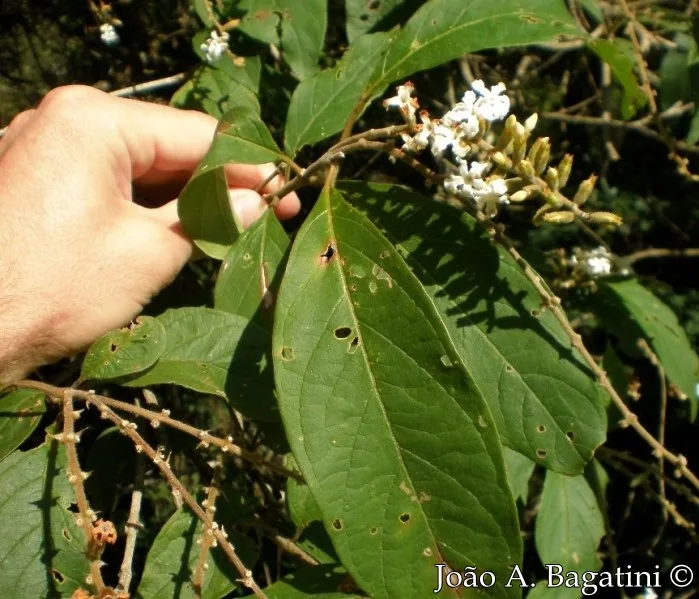Tucaneira (Citharexylum myrianthum)