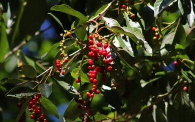 Tucaneira: importante para a polinização, avifauna e restauração ecológica