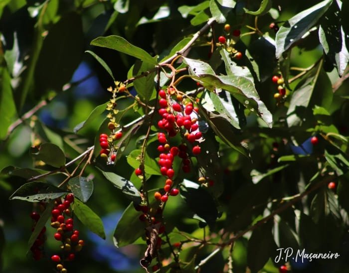 Tucaneira: importante para a polinização, avifauna e restauração ecológica
