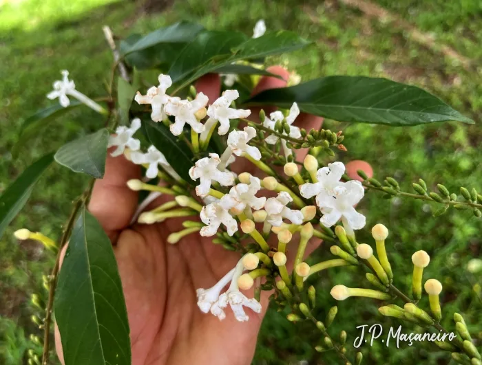 Tucaneira (Citharexylum myrianthum)